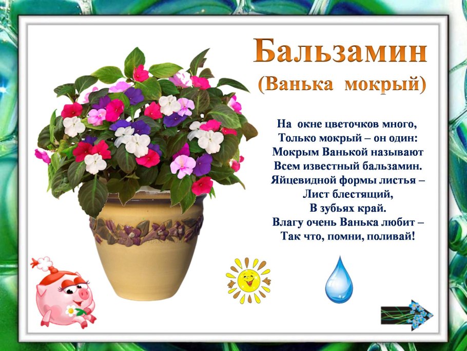 Комнатные растения для дошкольников