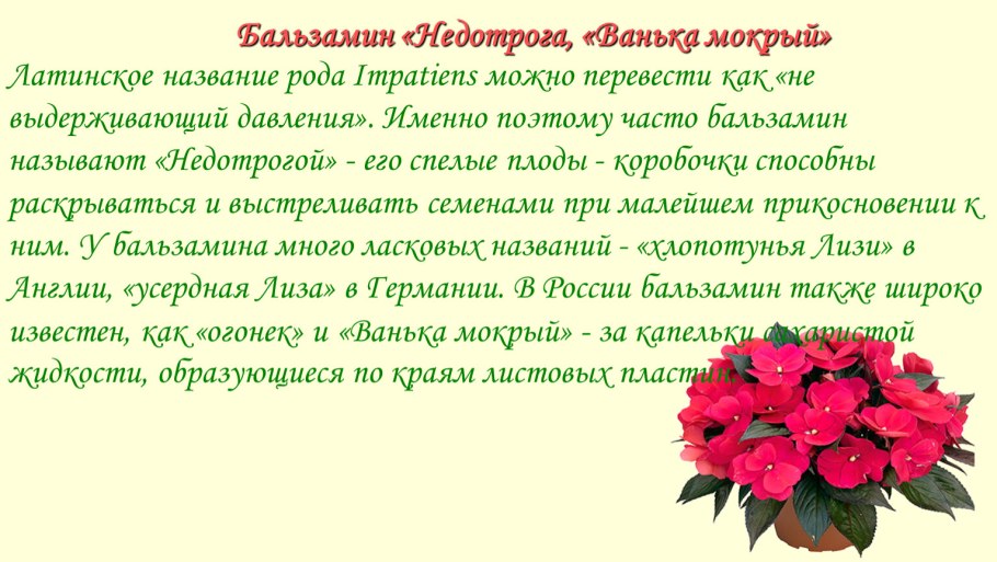 Бальзамин стихи