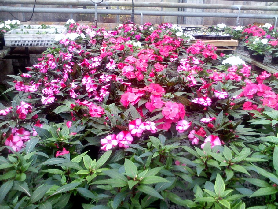 Бальзамин Петерса (Impatiens petersiana)