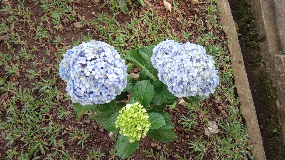 Гортензия Пимпернел