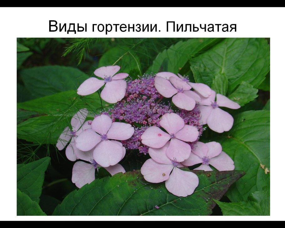 Гортензия голубая Лагуна