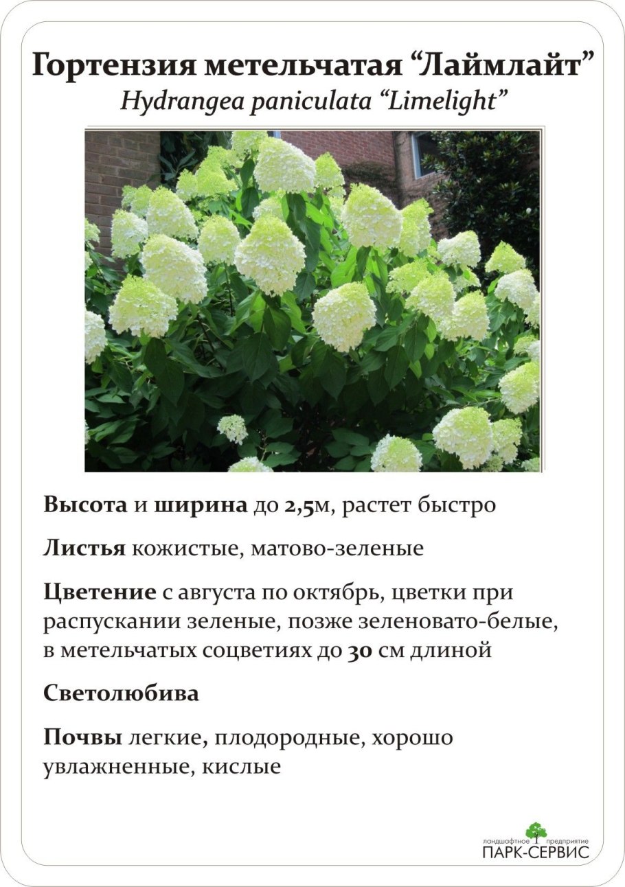 Гортензия Fleurie Blue