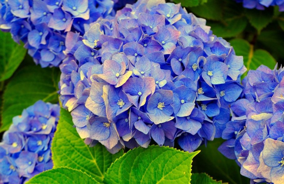 Гортензия Блю Скай