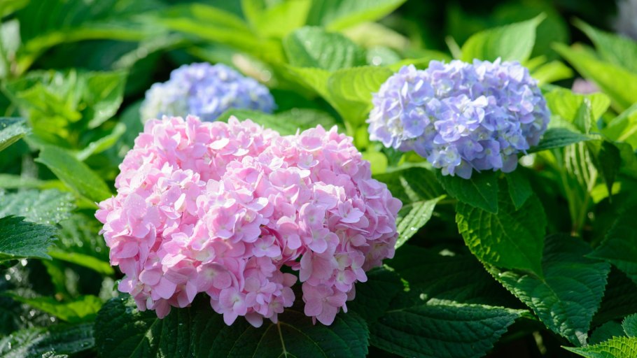 Serrata Daredevil гортензия