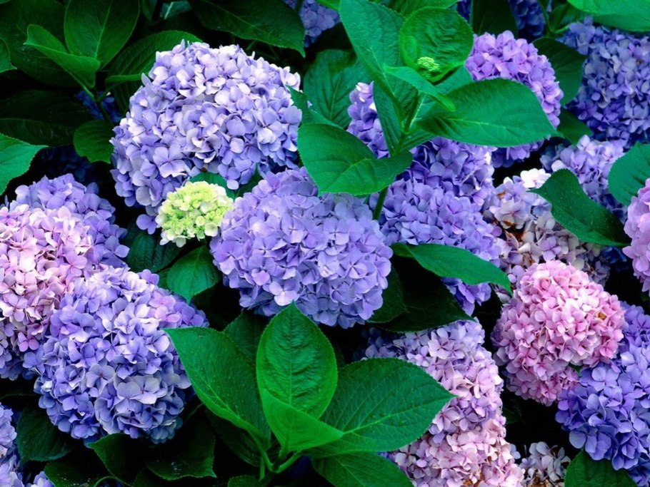 Гортензия Никко Блю