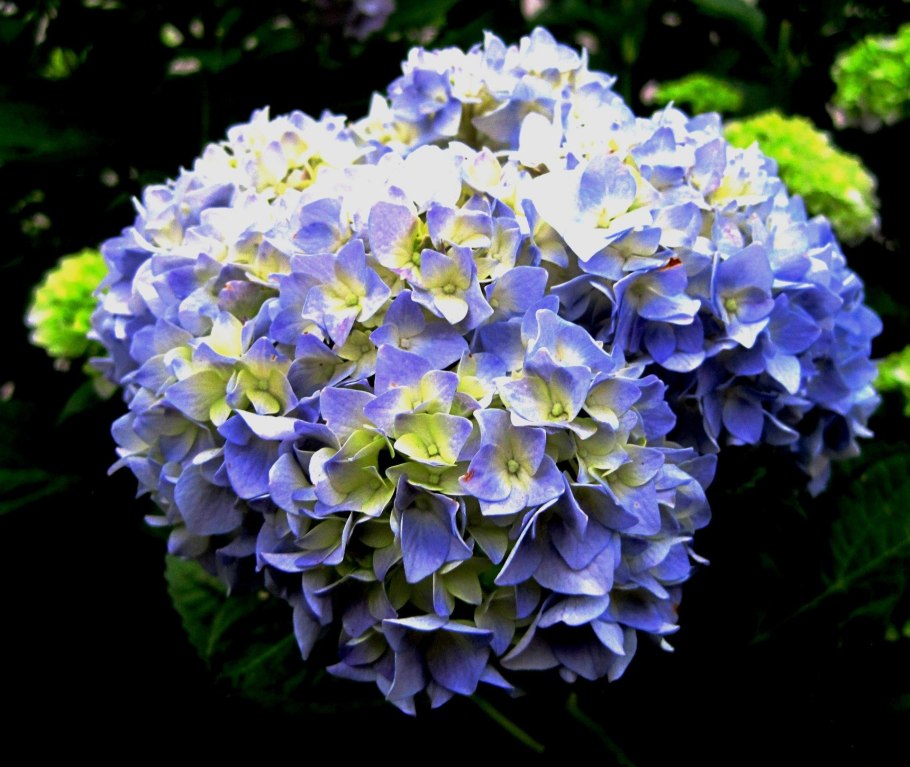 Гортензия коричневая