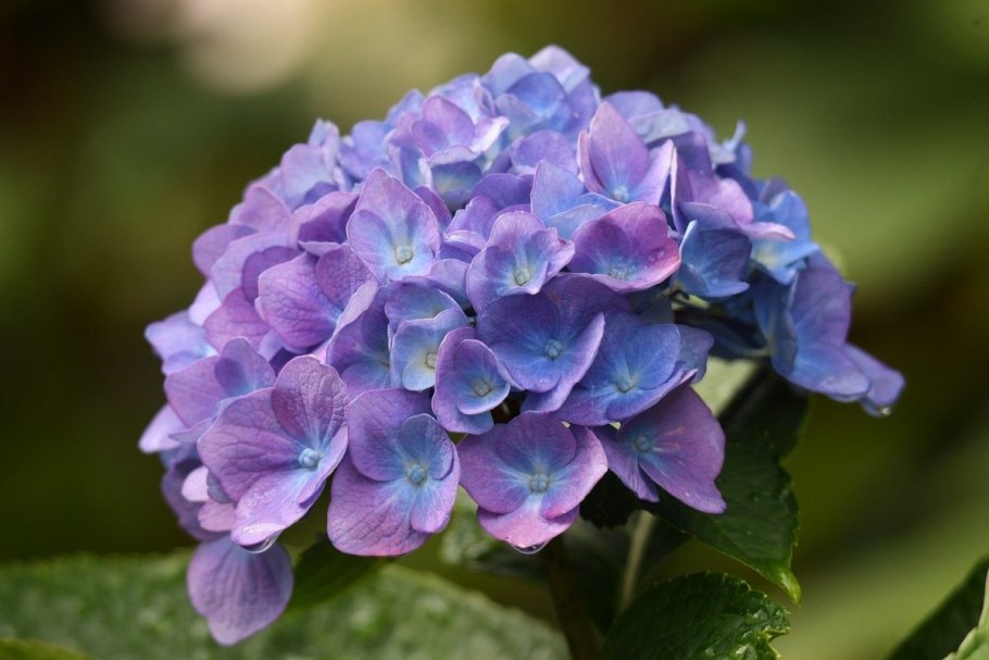 Гортензия Грин шадоу