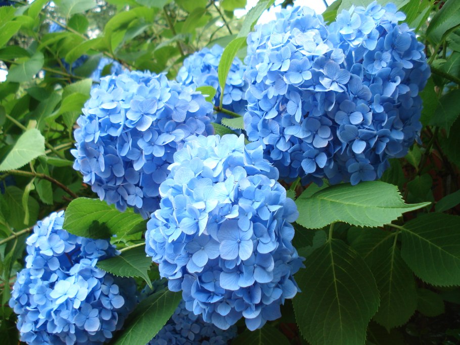 Гидрангия Аллюр