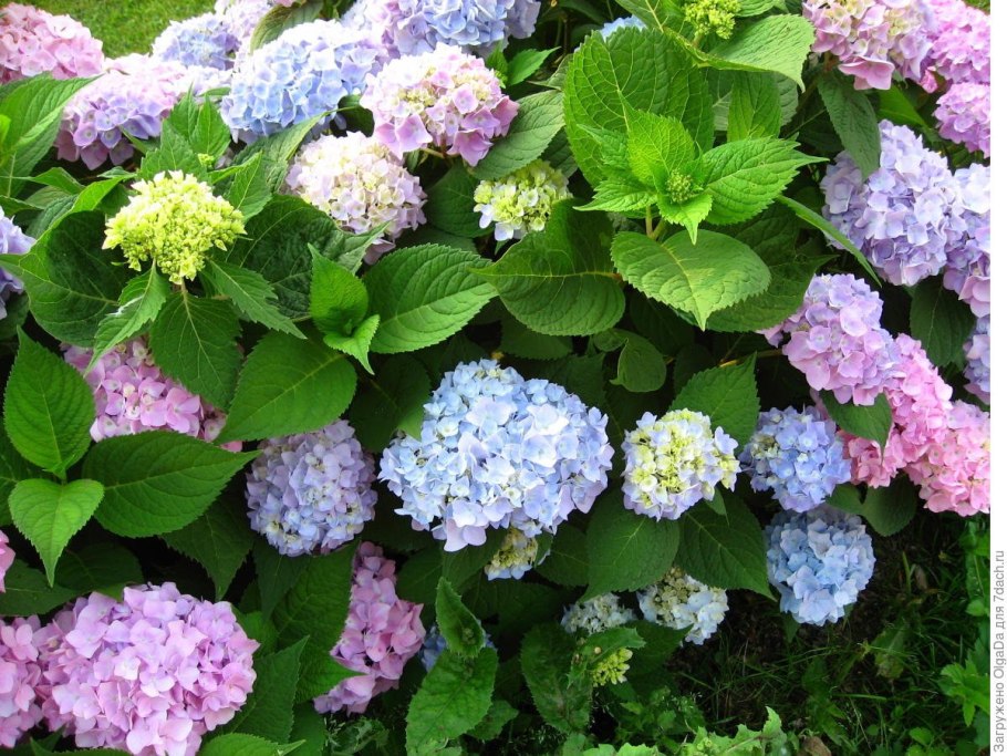 Гортензия Блю Хевен