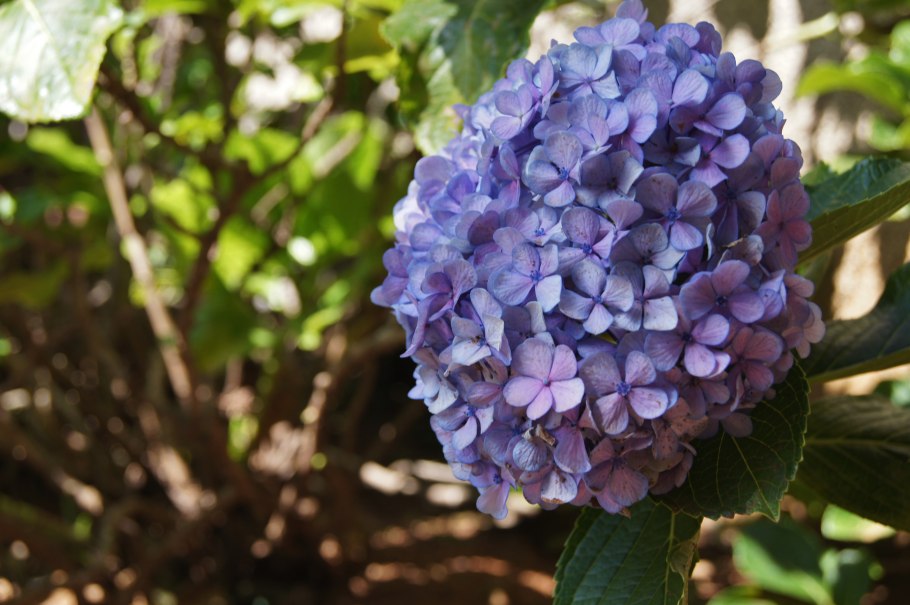 Гортензия крупнолистная Блумстар (голубая)