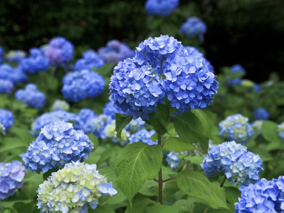 Гортензия Канкан