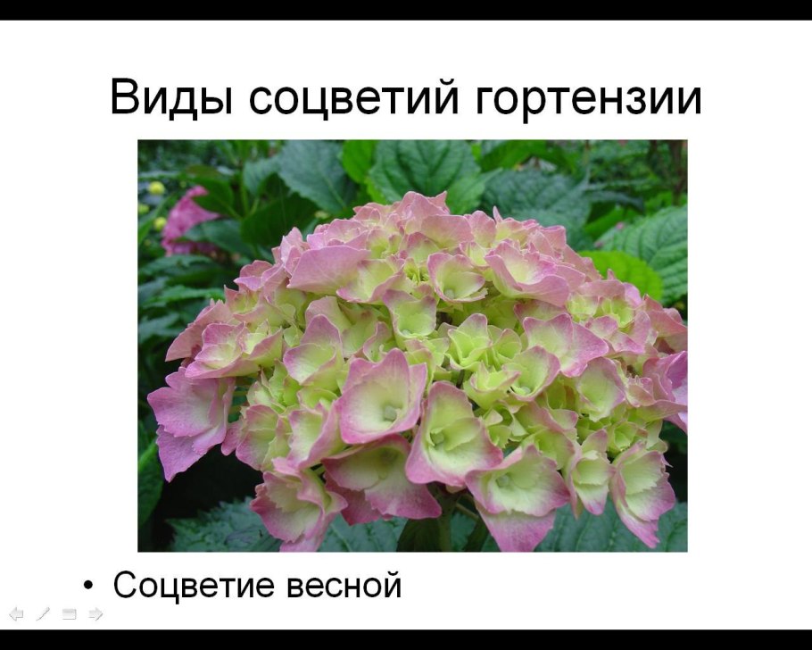 Macrophylla Snow Queen