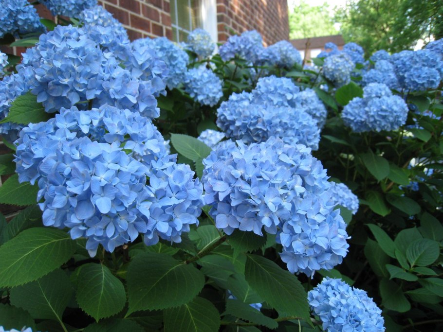 Гортензия крупнолистная сиреневая