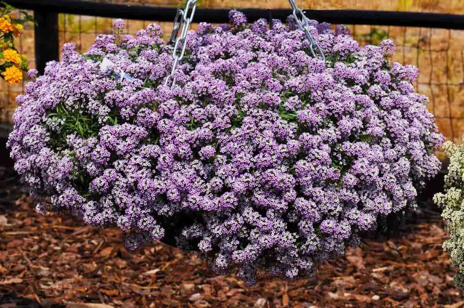 Алиссум цветы многолетники