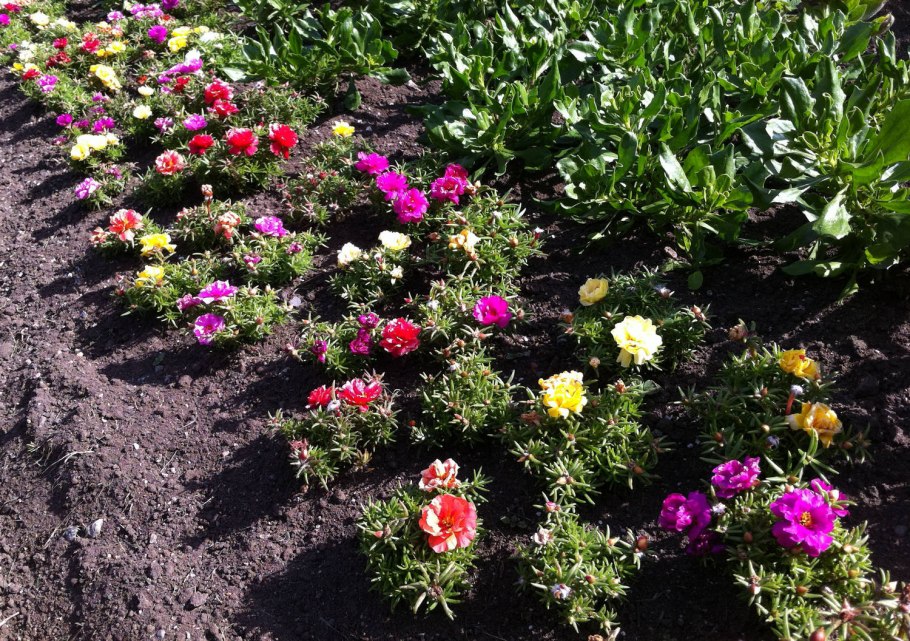 Портулак самосевом