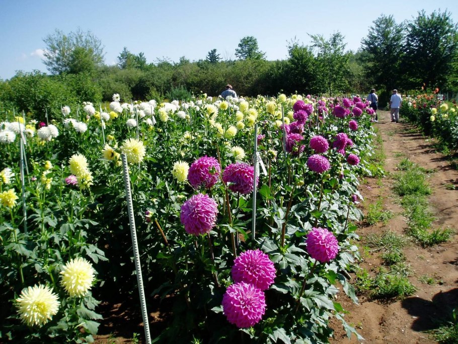 Астра низкорослая пестрая