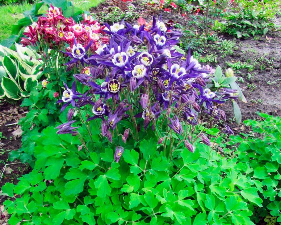 Аквилегия водосбор клумба