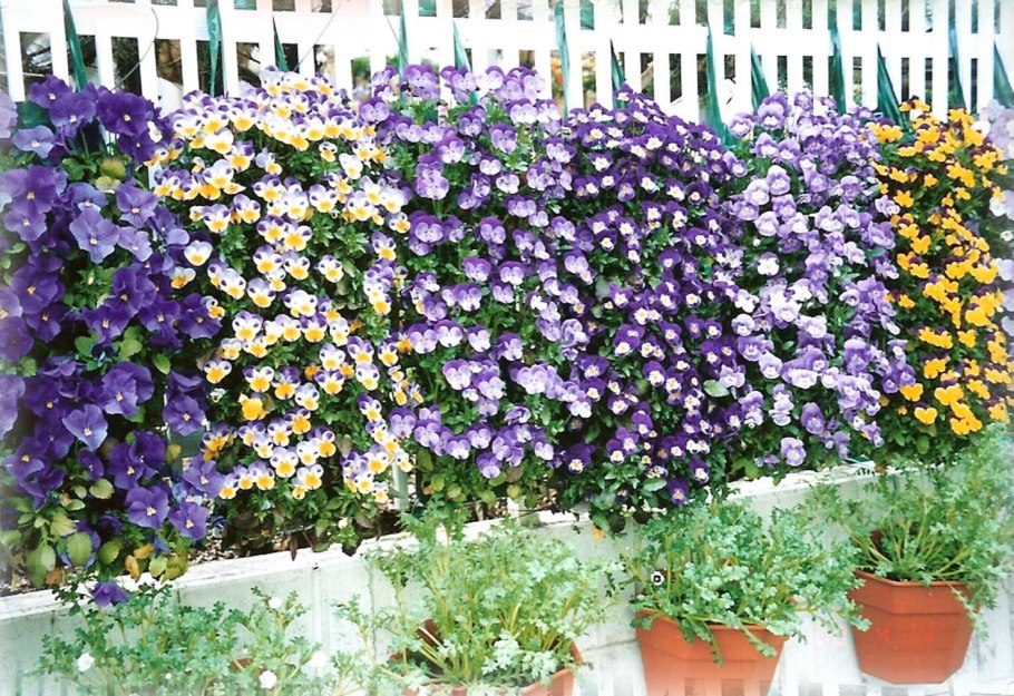 Виола ампельная водопад