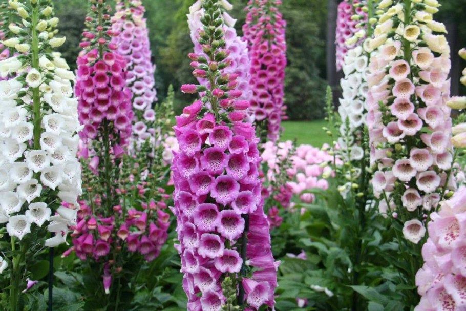 Наперстянка Лисичка