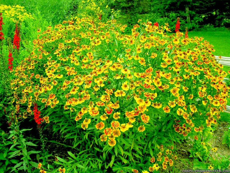 Ваточник Asclepias tuberosa