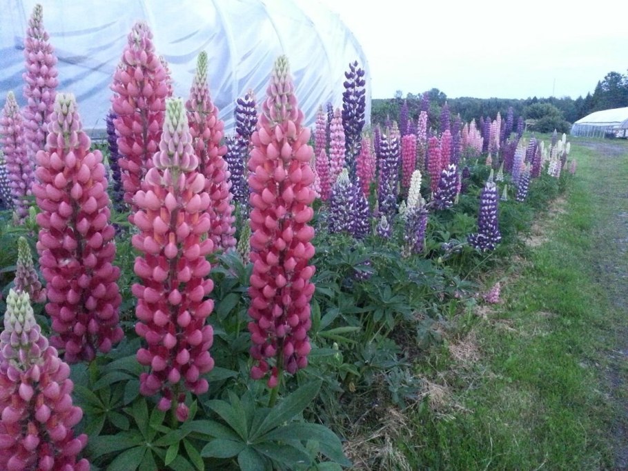 Люпины многолетние и однолетние