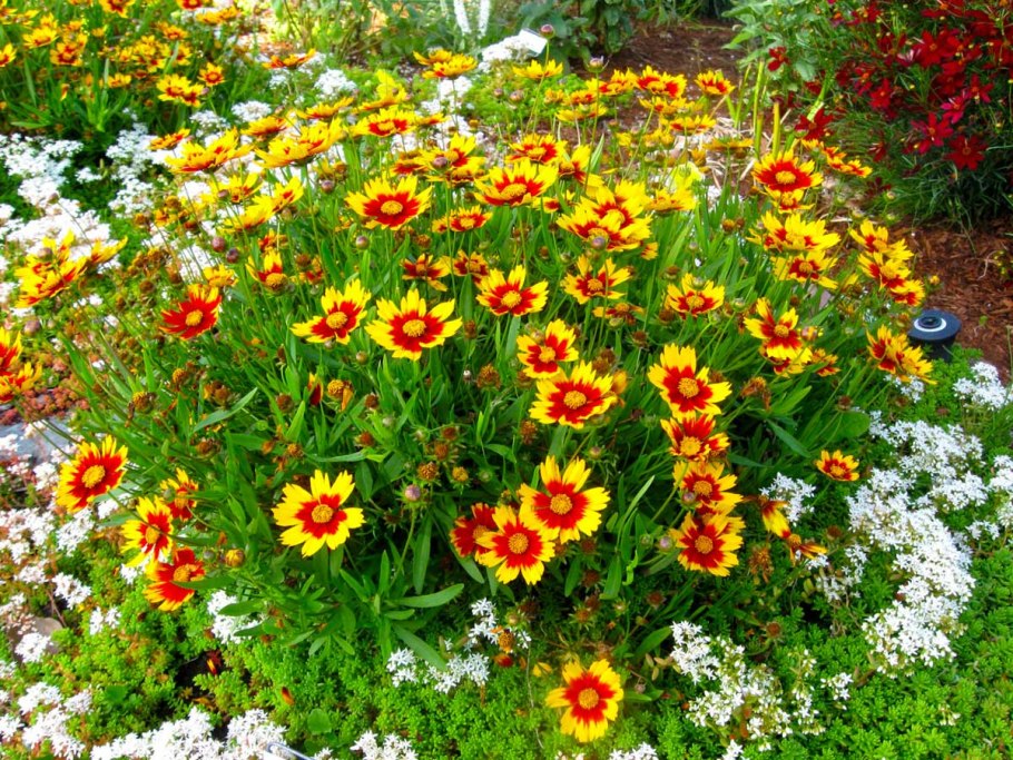 Аксамитки кореопсис