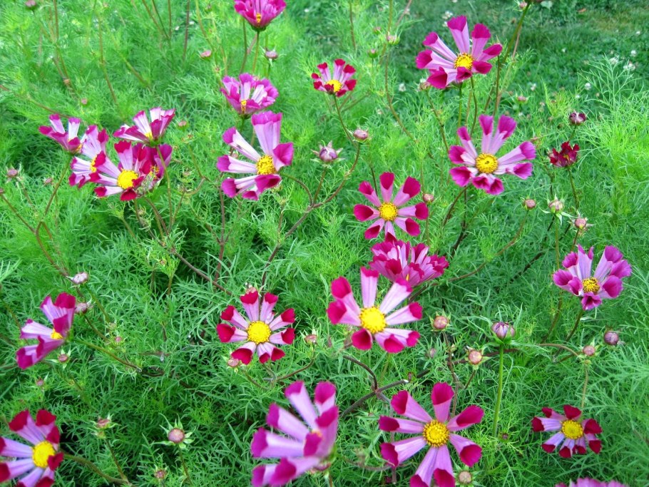 Космея сенсация Кримсон