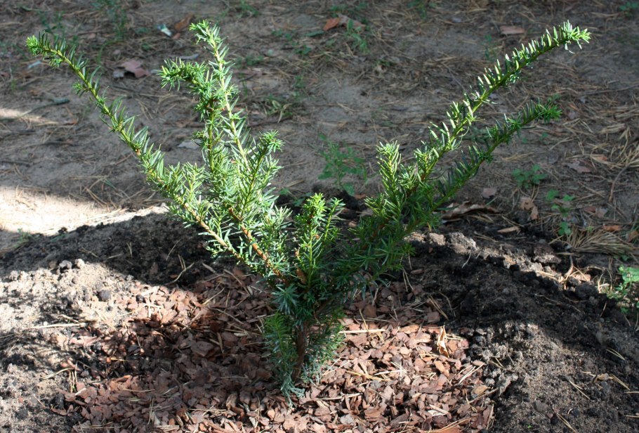 Туя Кипарис можжевельник