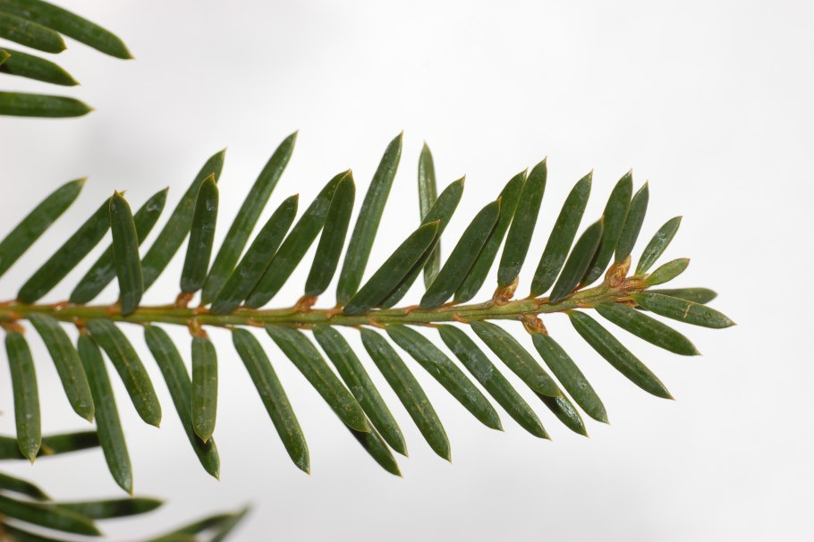 Размножение корневыми отпрысками