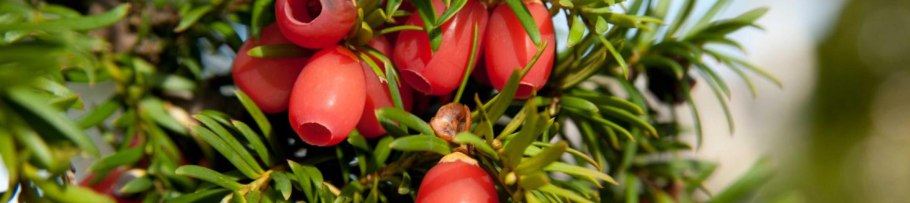 Тсуга габитус