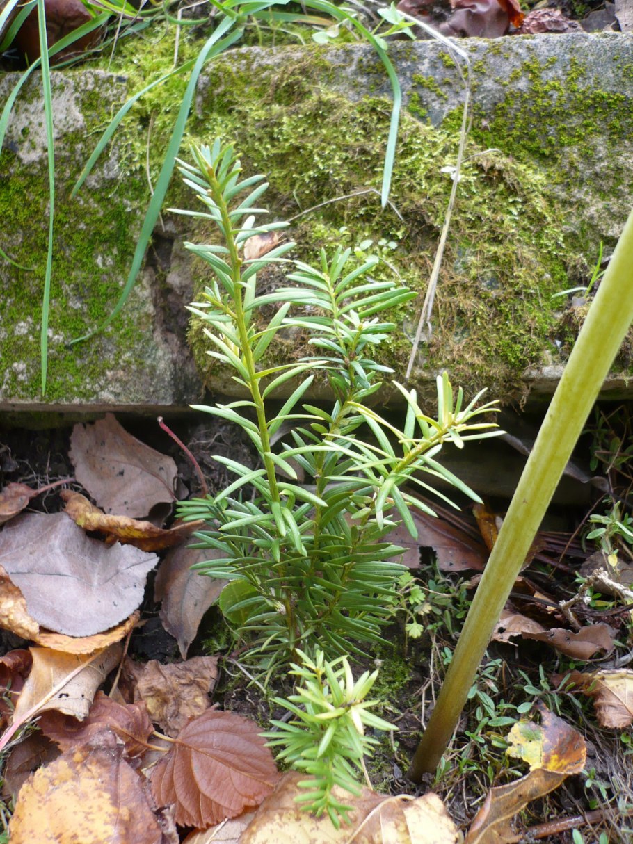 Черенкование можжевельника туи