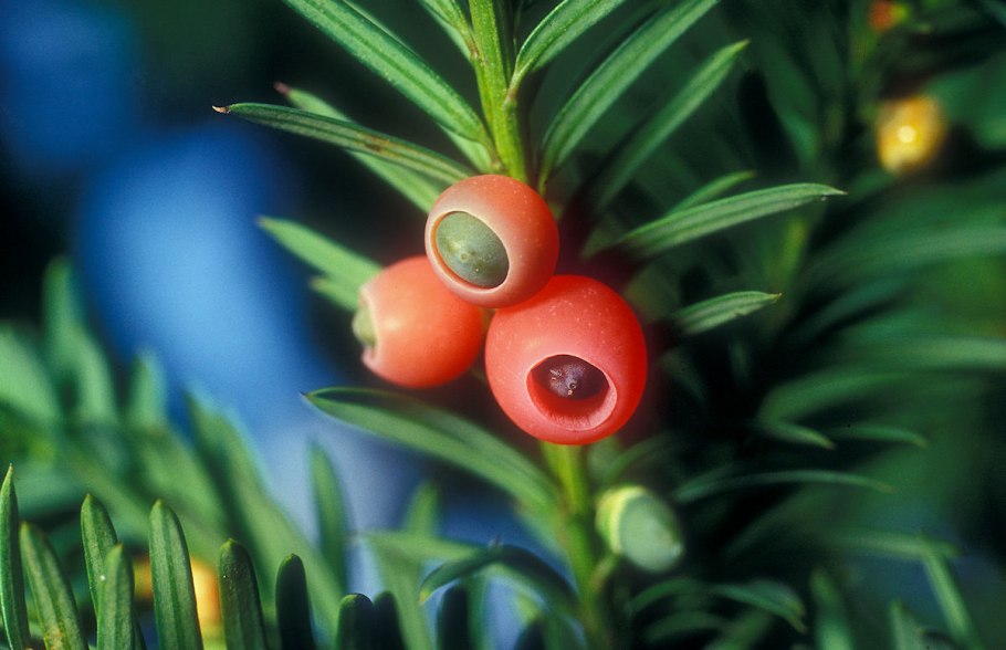 Бирючина ниваки