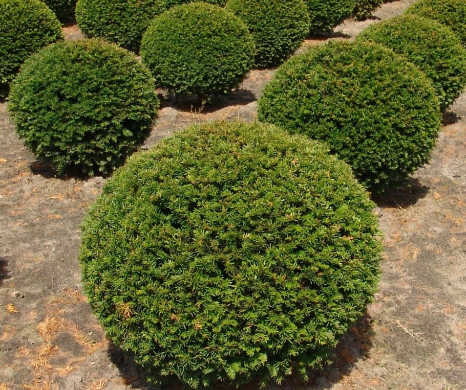 Тис ягодный Táxus baccáta