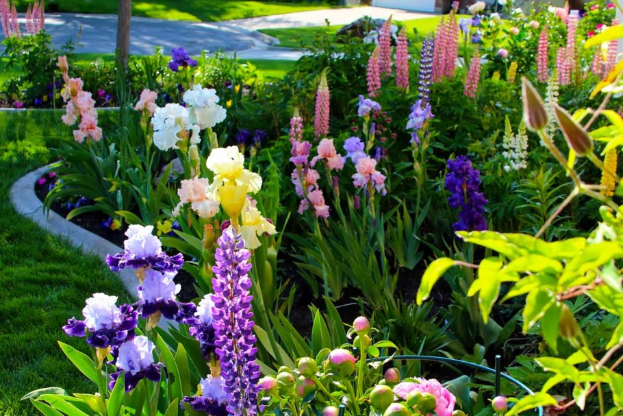 Астильба Вероника Клозе