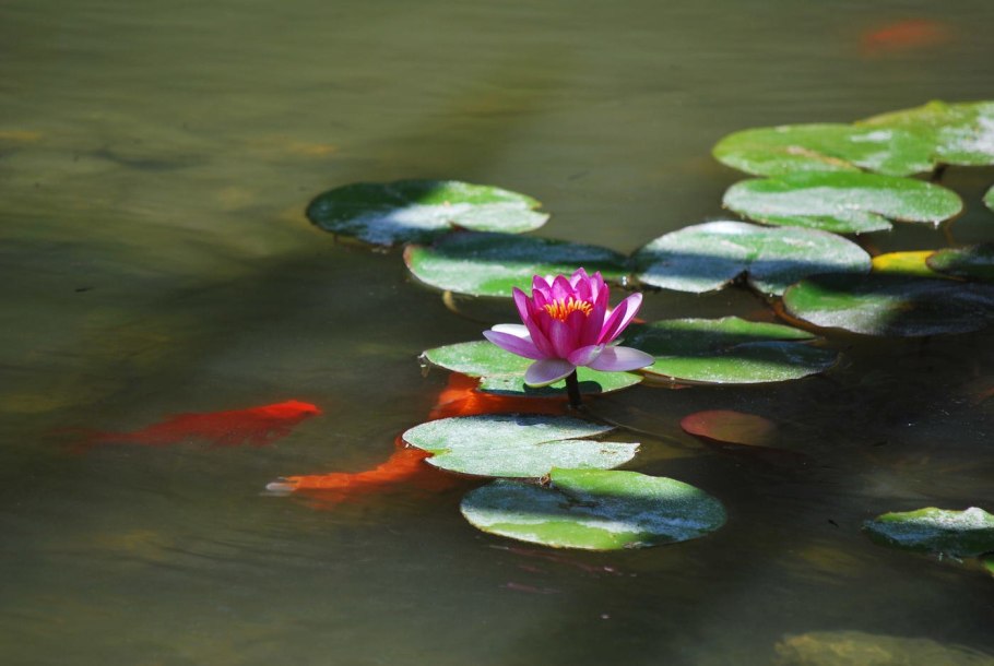 Китайские кувшинки