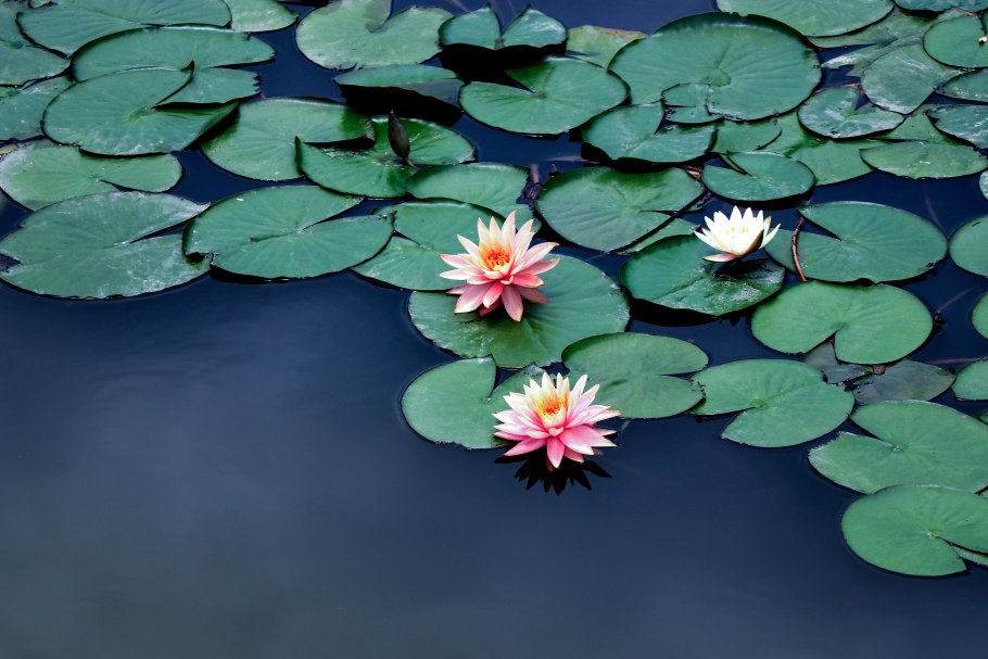 Пейзаж с лотосами