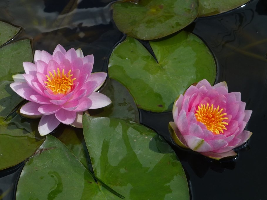 Нимфея хамелеон