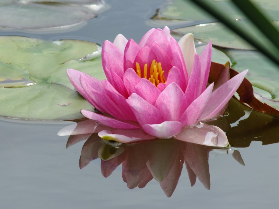 Кувшинка Nymphaea American Star