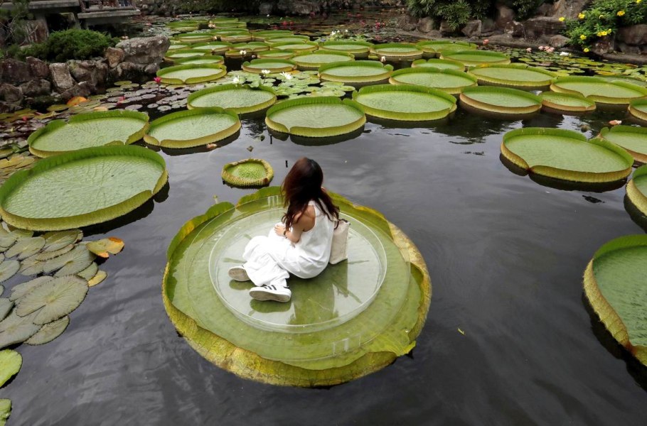 Карпы кои Лотосы нимфеи