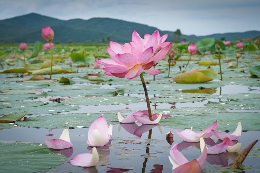 Лотос японская живопись
