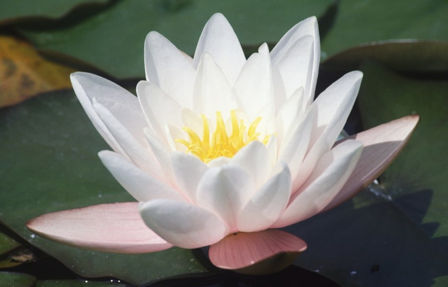 Лотус цветок белый