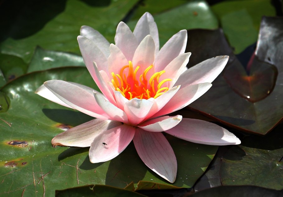 Кувшинка и Лотос цветы