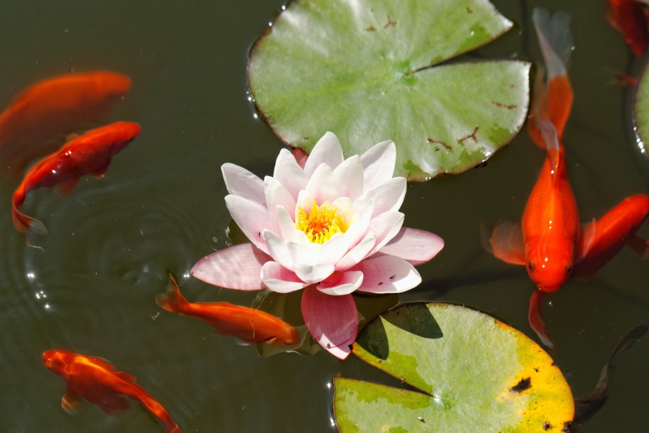 Лотос на воде