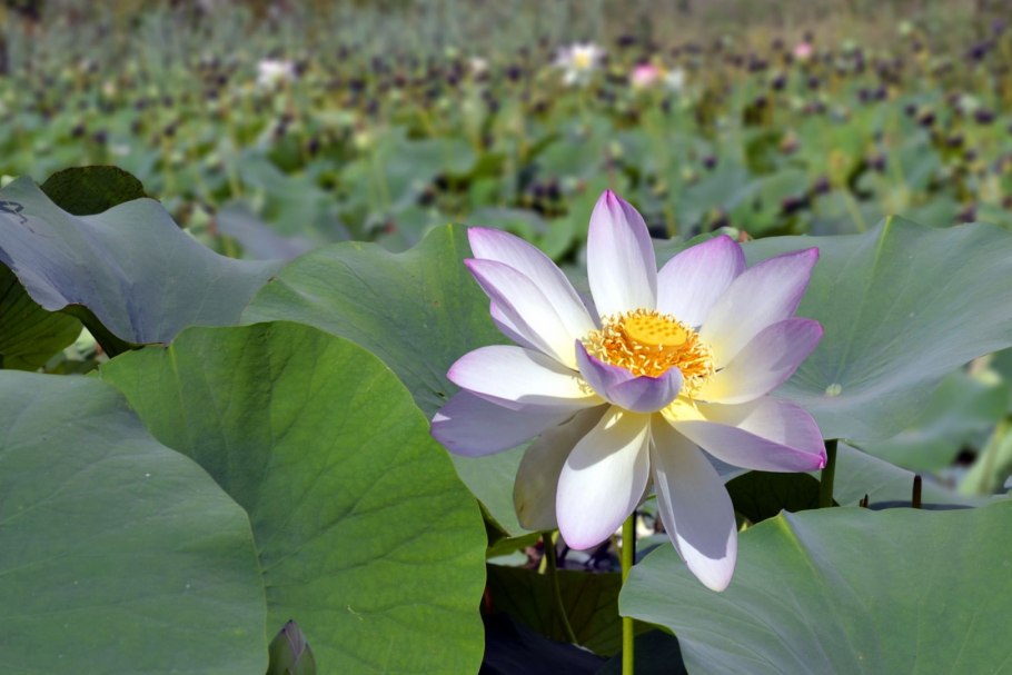 Биогеоценотический кувшинки