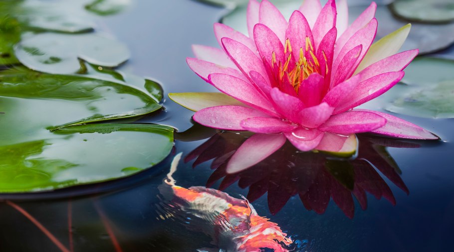 Кувшинка стилизация