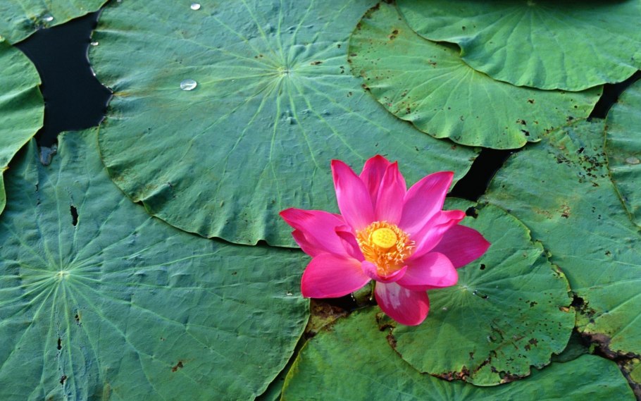 Зеленый цветок лотоса