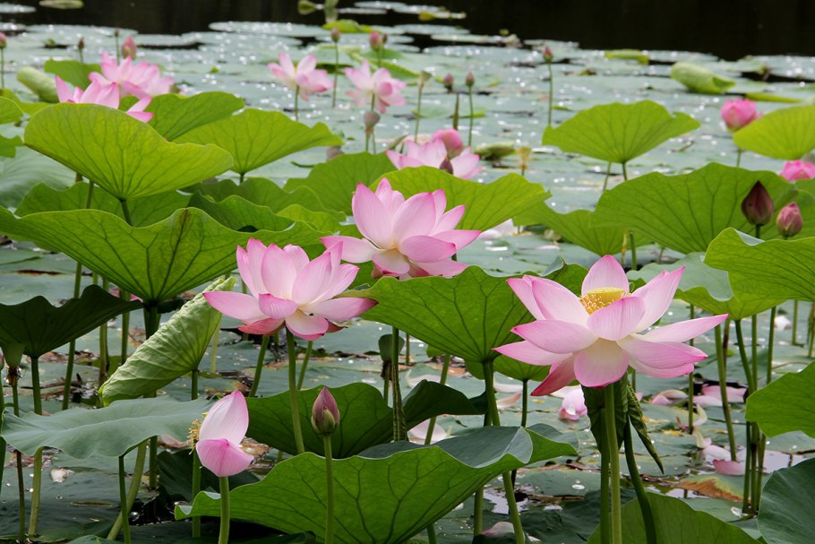 Кувшинка Виктория Амазонская