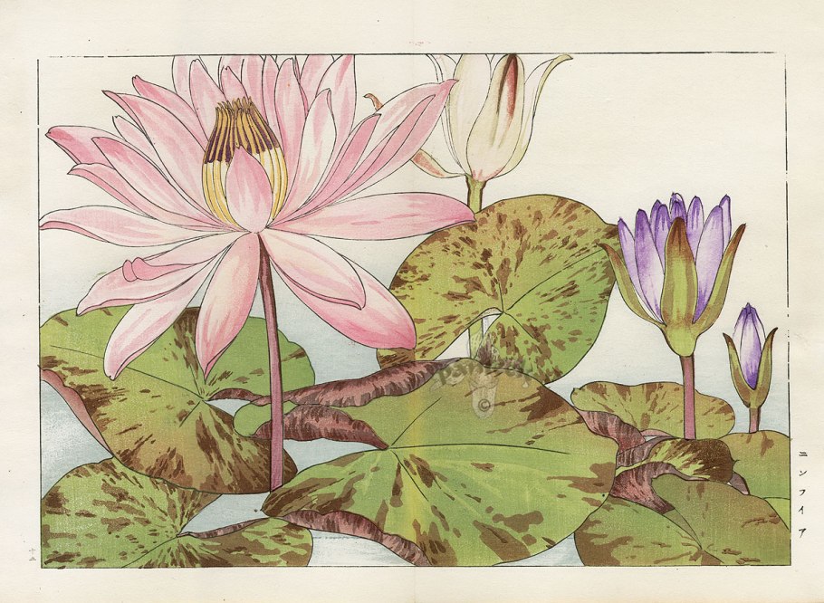 Нимфея Botanical Art