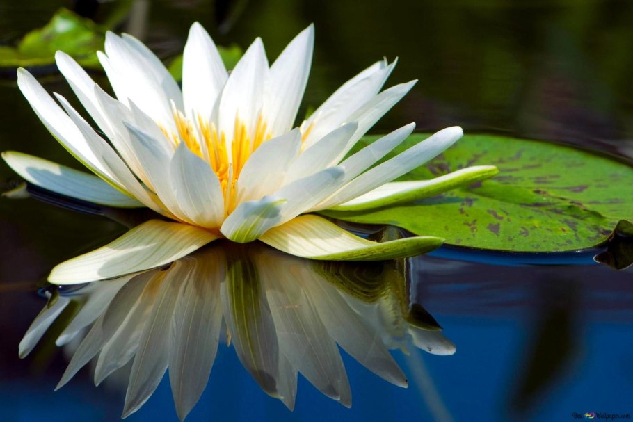 Кувшинка лотоса акварелью