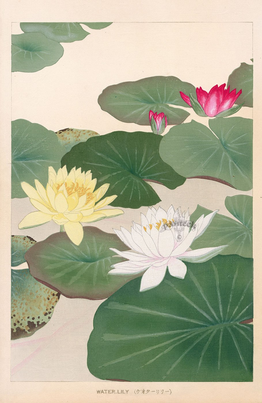 Китайские кувшинки